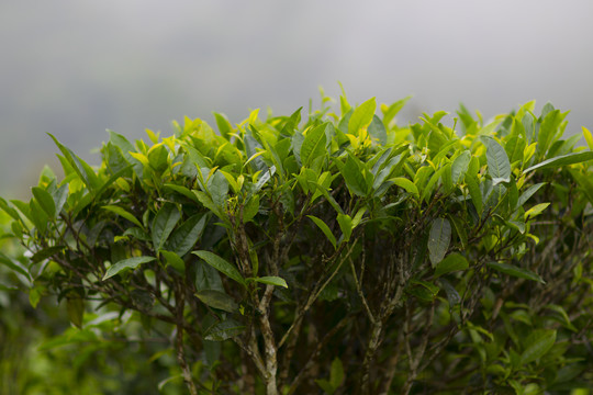 茶树