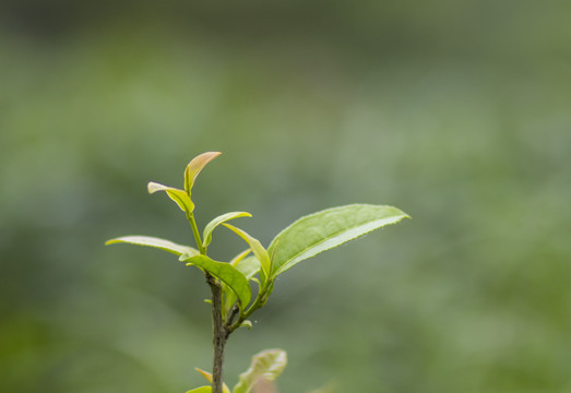 春茶