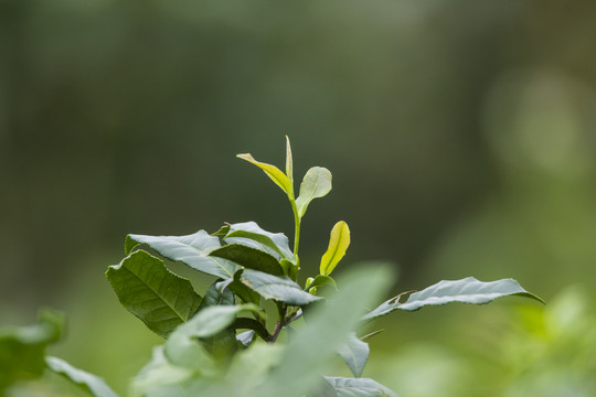 茶树新芽