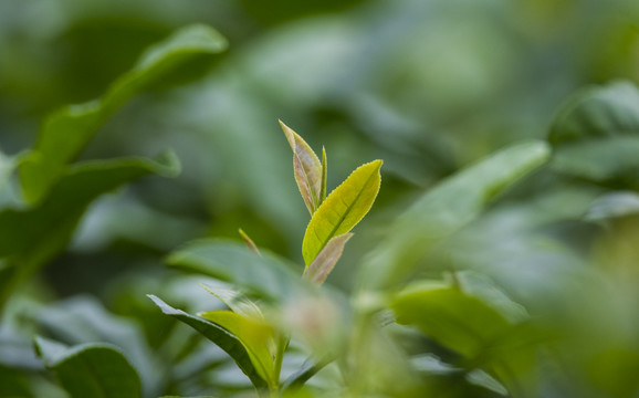 茶树新芽