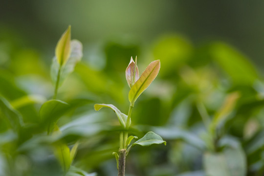 茶叶特写