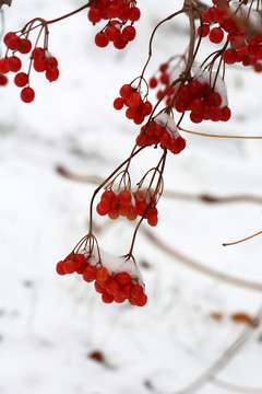 花秋树果实