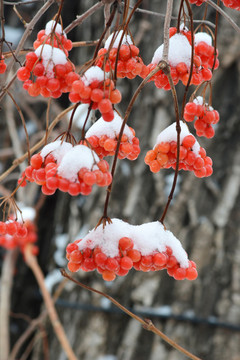 花秋果实