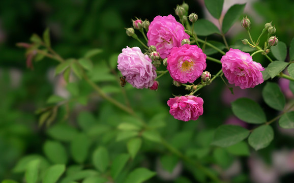 花卉