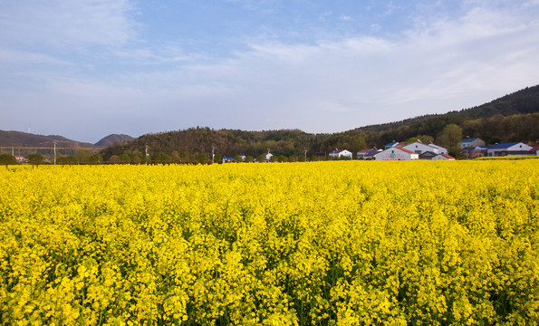 油菜花