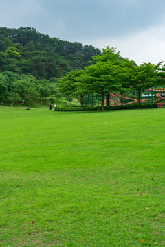 城市阳光草地草坪绿树林