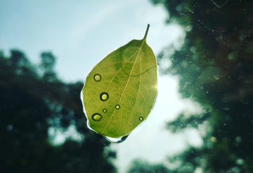 雨后落叶