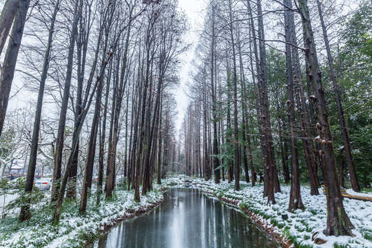 杭州雪景