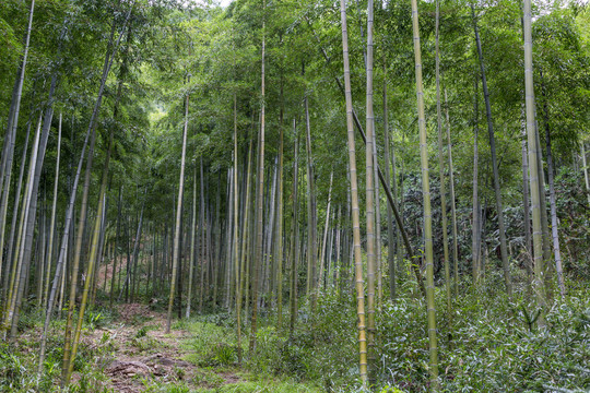 竹枝