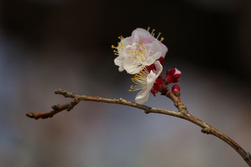 唐汪杏花