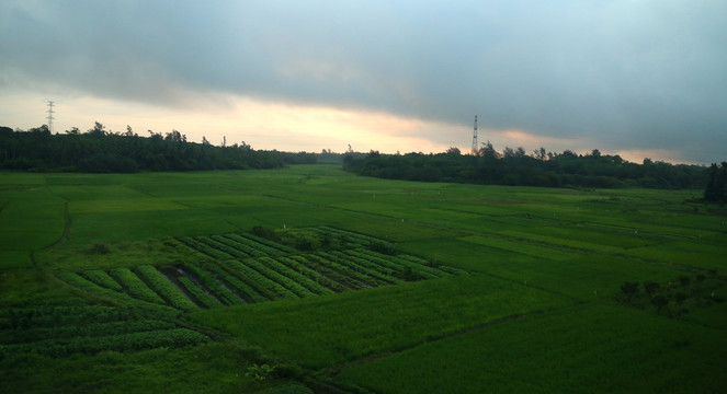 稻田田野