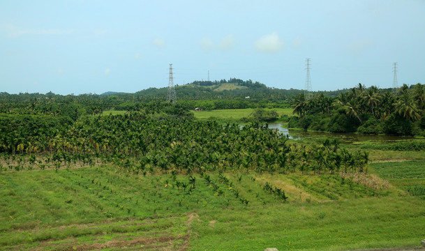 槟榔园与稻田