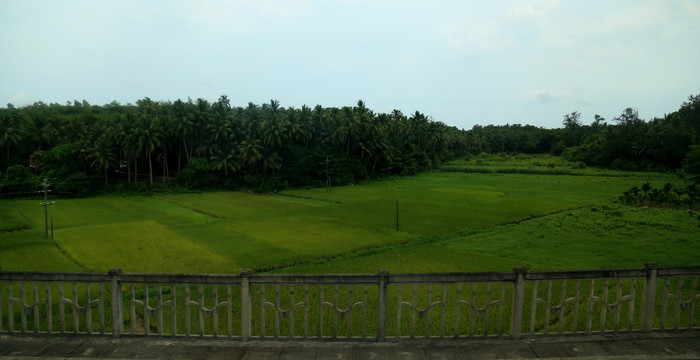 槟榔园与稻田