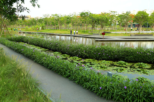 水生态系统绿植