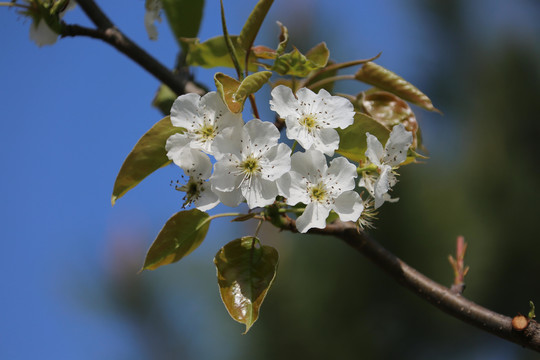 梨花