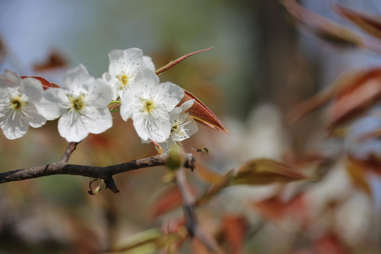 梨花