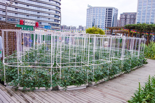 楼顶蔬菜种植