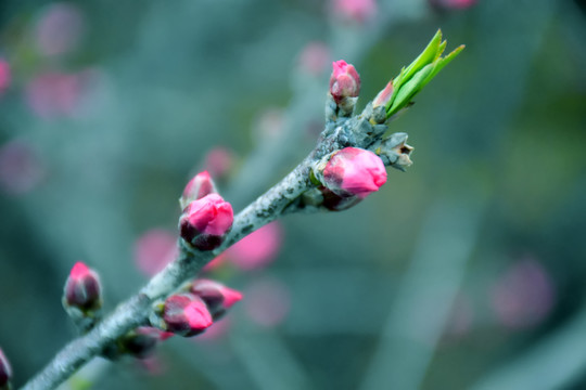 桃花