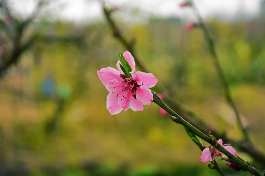 桃花