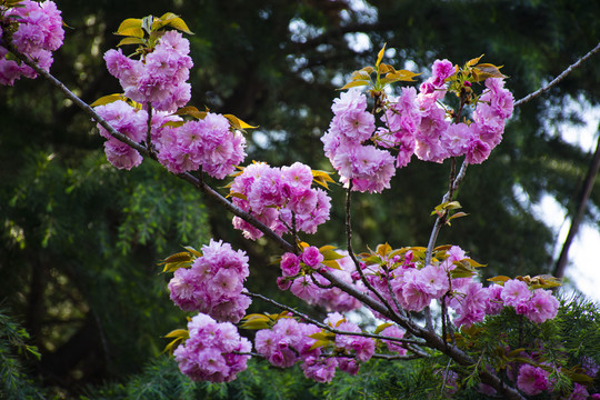 樱花