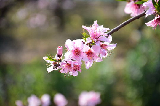 桃花