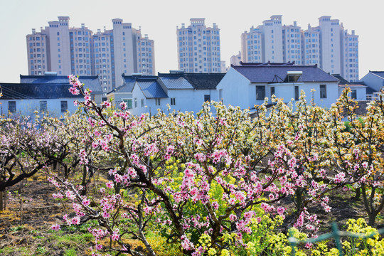 桃花