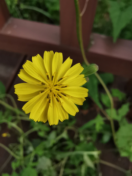 苦荬菜花