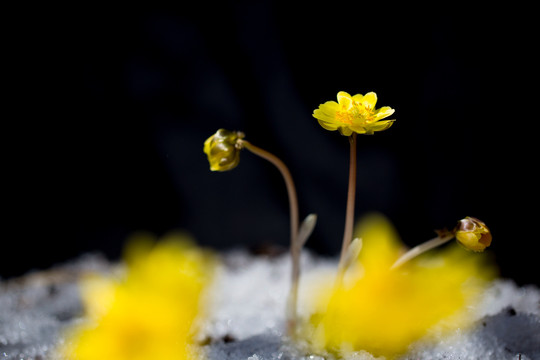 冰凌花