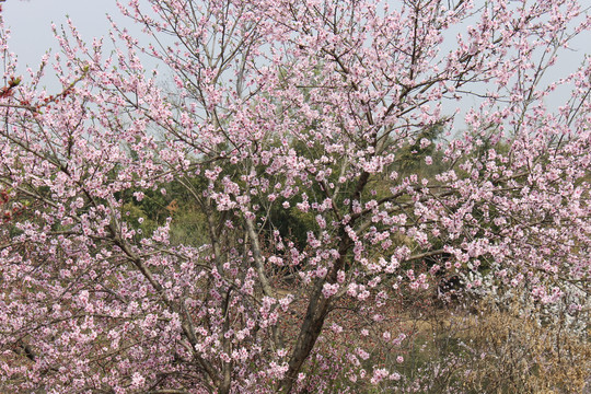 桃花朵朵