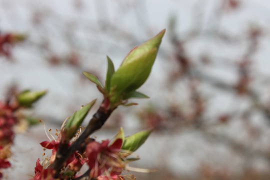 春芽