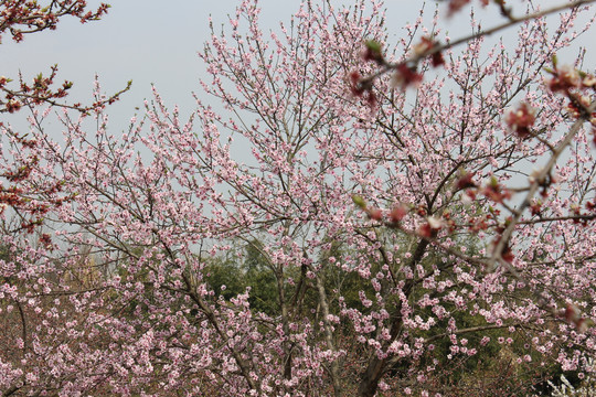 桃花朵朵开