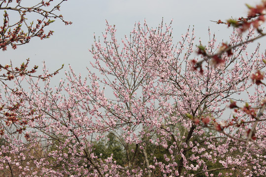 桃花朵朵开