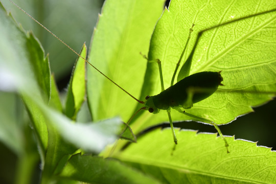 生物