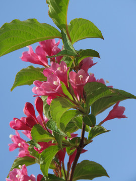 锦带花特写