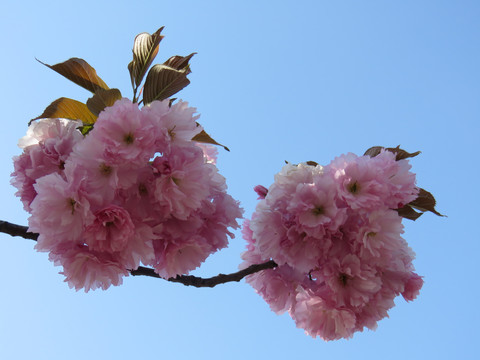 樱花特写