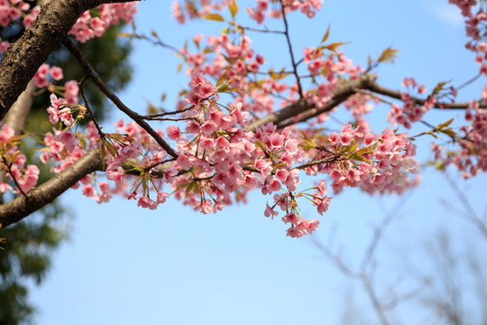 樱花素材