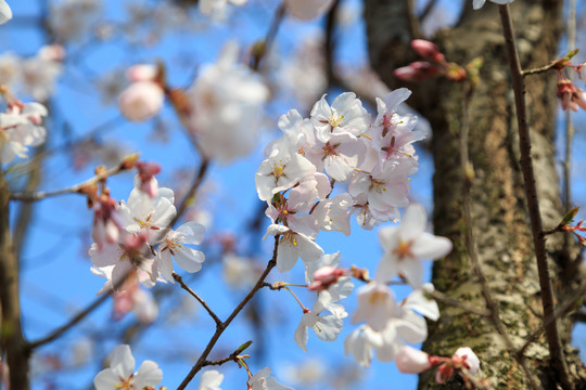 樱花素材