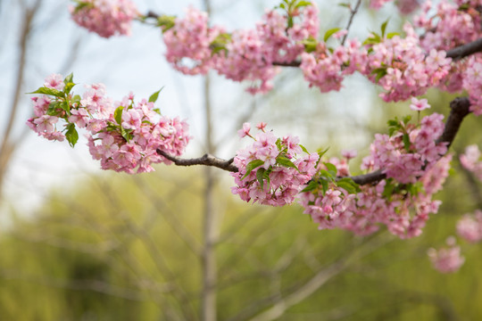 樱花素材