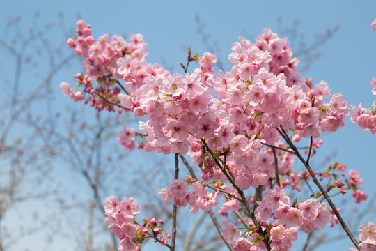 樱花素材