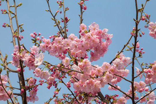 樱花素材