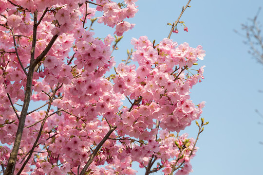 樱花素材