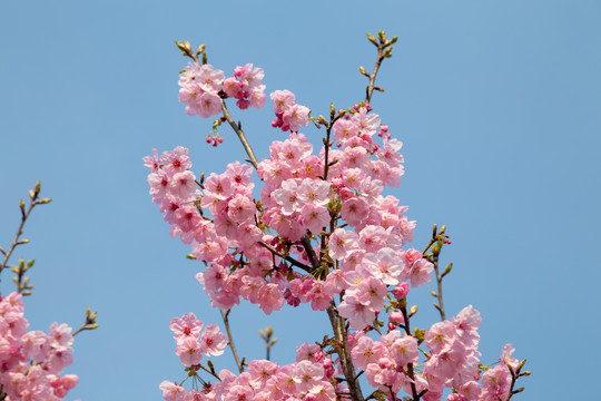 樱花素材