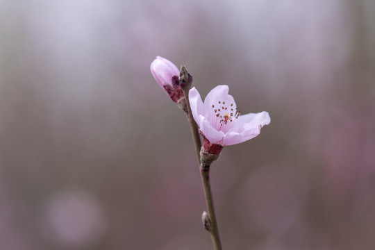 桃花