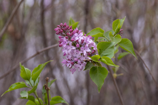 丁香花