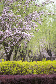 樱花