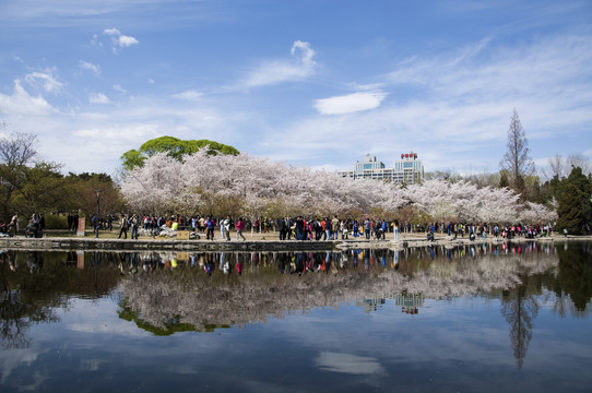 一岸花开一湖春