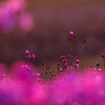 杜鹃花