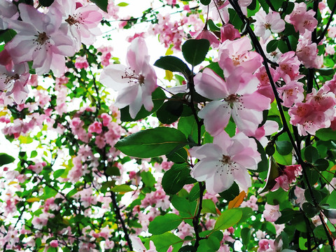 垂丝海棠繁花盛开