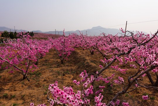 山东蒙阴桃花开满山17