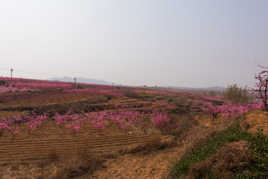 山东蒙阴桃花开满山19